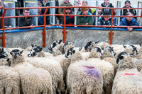 Border Ewe Sale-03